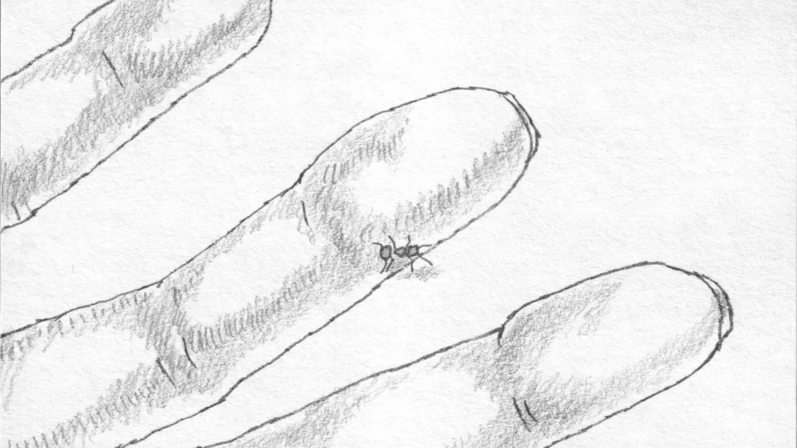 Ant